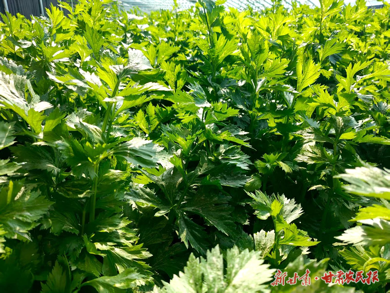 凉州区：惠民兴村项目点燃乡村振兴新引擎