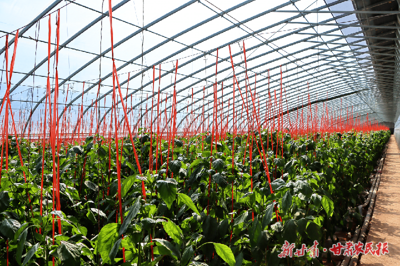 金川区瓜果蔬菜丰收上市 农户笑迎增收季