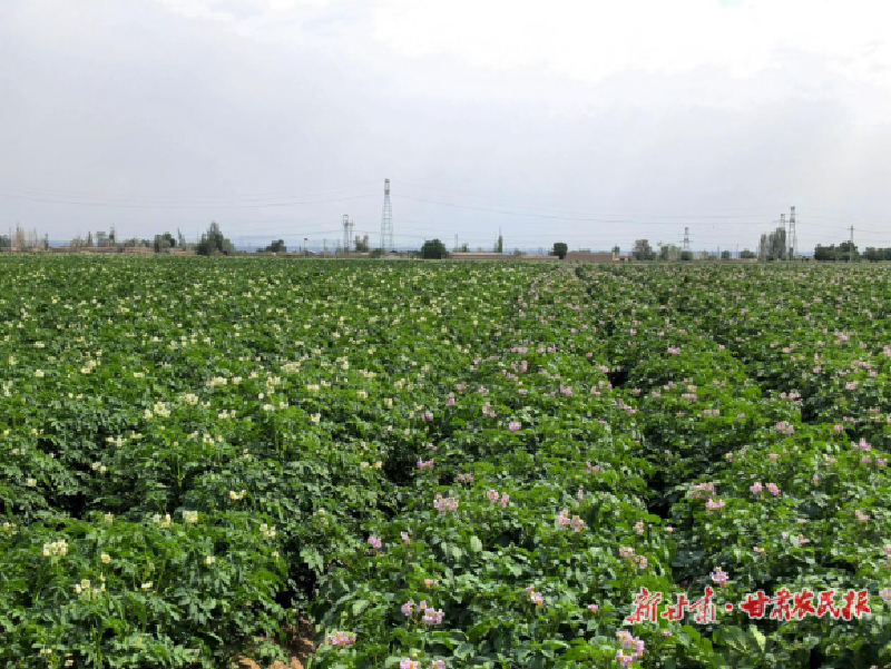 凉州区：良田育良种 丰收新希望