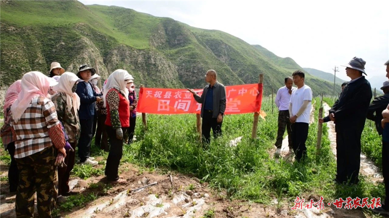 天祝：高原夏菜绘就乡村振兴新图景