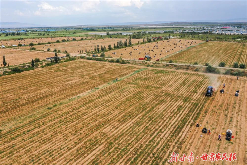【图片新闻】古浪：移民区薯田里的金色脉动