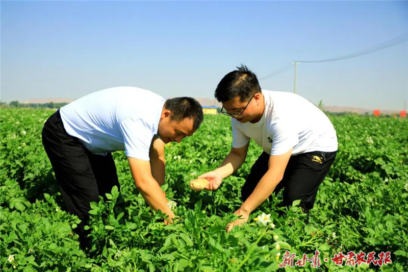 民勤：小土豆“喝”上“精准水” 蹚出节水高产新路径