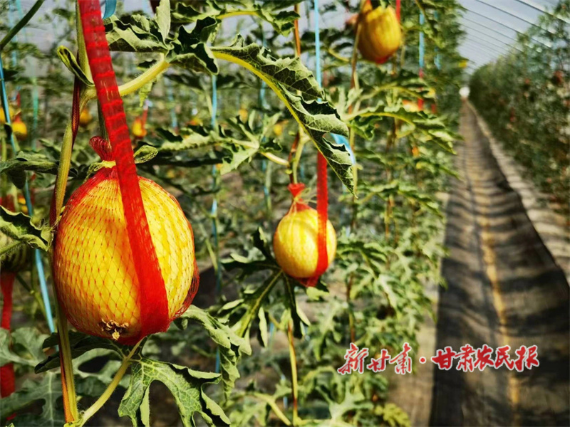 甜瓜悬金蔓 日子似蜜甜——华亭安口镇朱家坡村甜瓜产业奏响“甜蜜”振兴曲