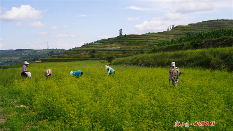 静宁：田间药香溢 致富新希望