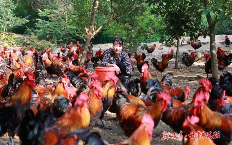 康县岸门口镇：林下散养土鸡 助农致富增收