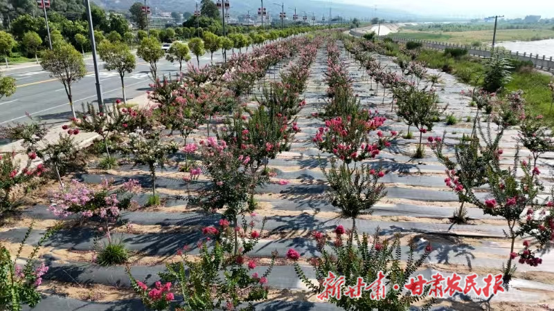 甘谷县：渭北长廊紫薇盛放 绘就浪漫生态画卷