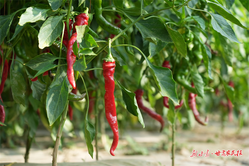 泾川：大棚&ldquo;航母&rdquo;装上科技&ldquo;芯片&rdquo;
新甘肃