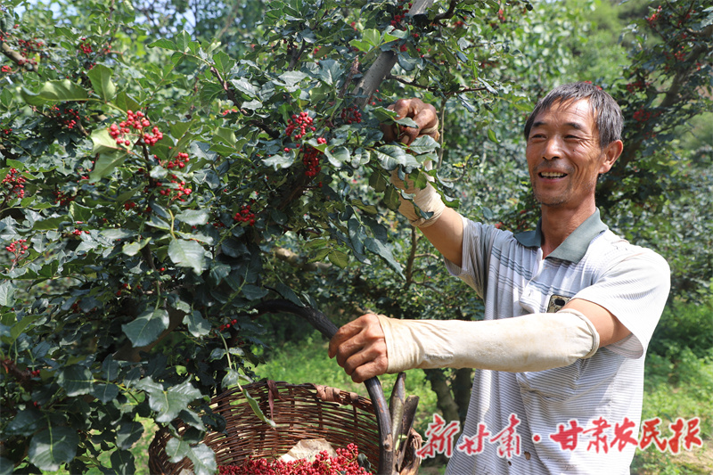 清水县：花椒满枝红映红致富路