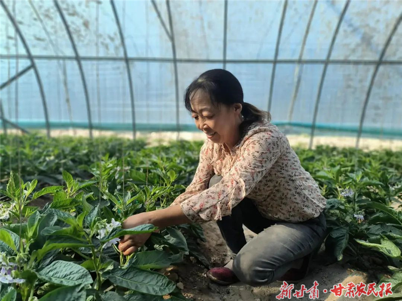 民勤：高效节水灌溉推动现代农业驶入“快车道”