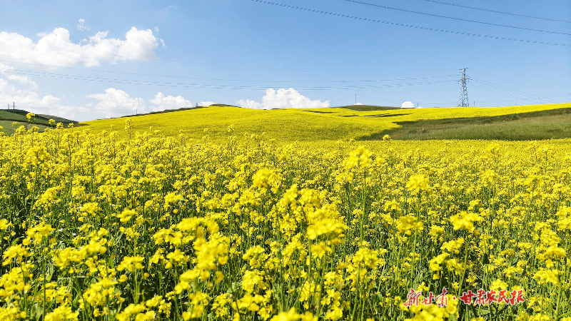 古浪：千亩花海绘就乡村振兴新画卷