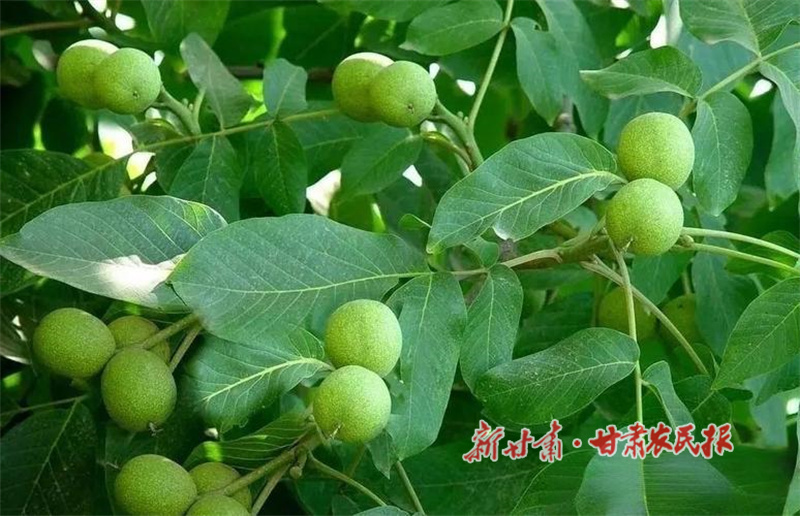 华亭：核桃满枝盼丰收 林下藏着振兴梦