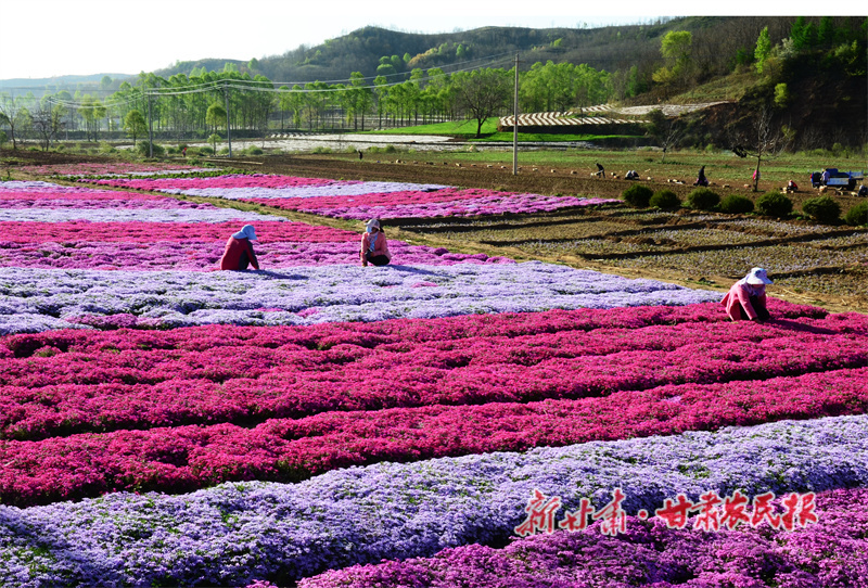 华亭：“花样”致富路越走越宽