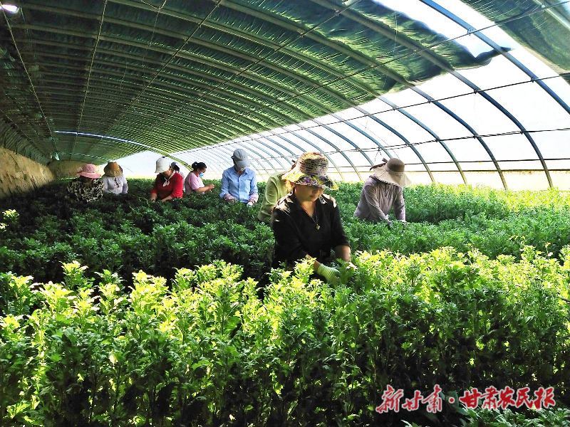 凉州区：“美丽产业”花开正艳