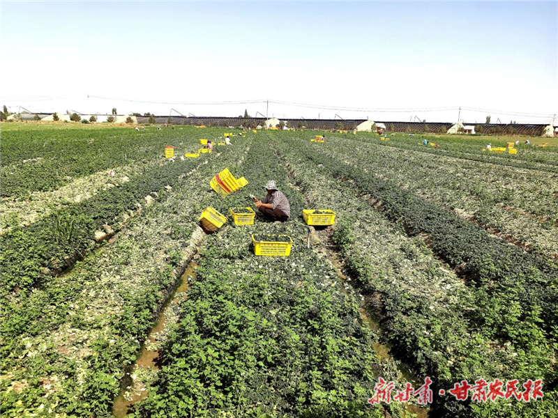民勤：供港蔬菜采收忙 “蔬”写致富好“钱”景