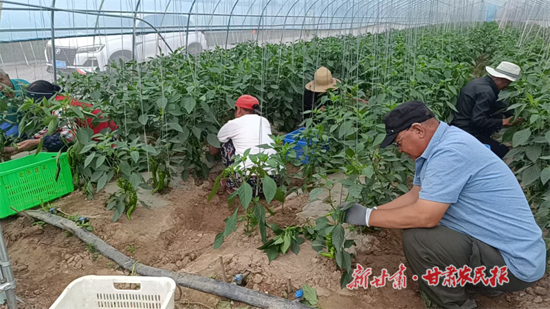 华亭：小辣椒串起振兴链 田间奏响丰收曲