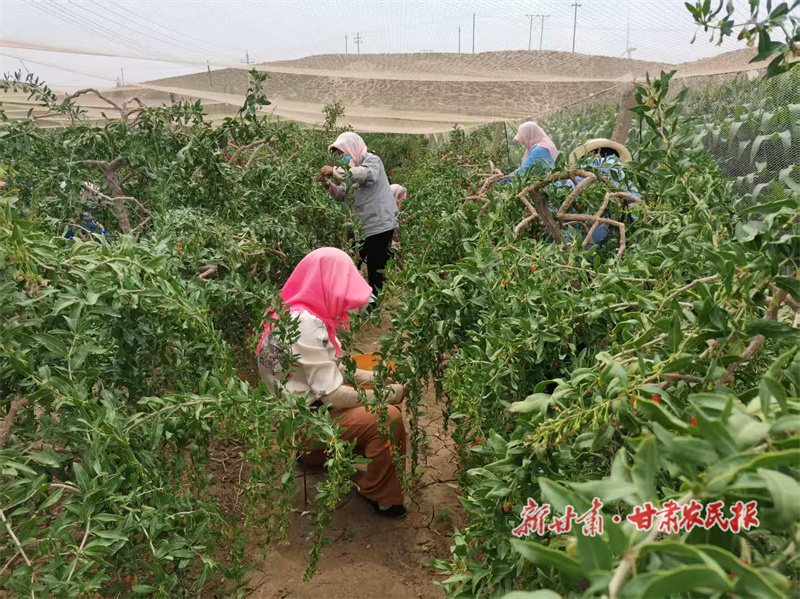 平川区：积极探索村集体经济发展新路子