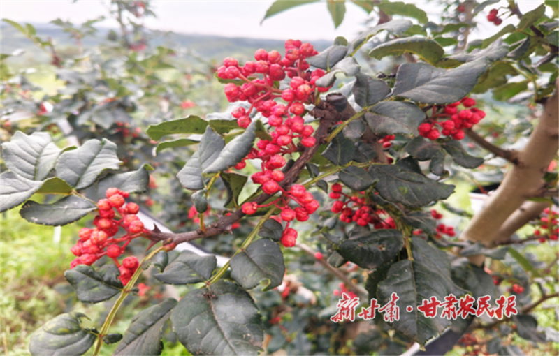 华亭：花椒映红致富路
