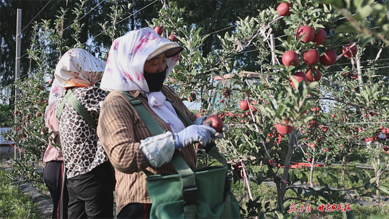崇信：早熟苹果助农增收