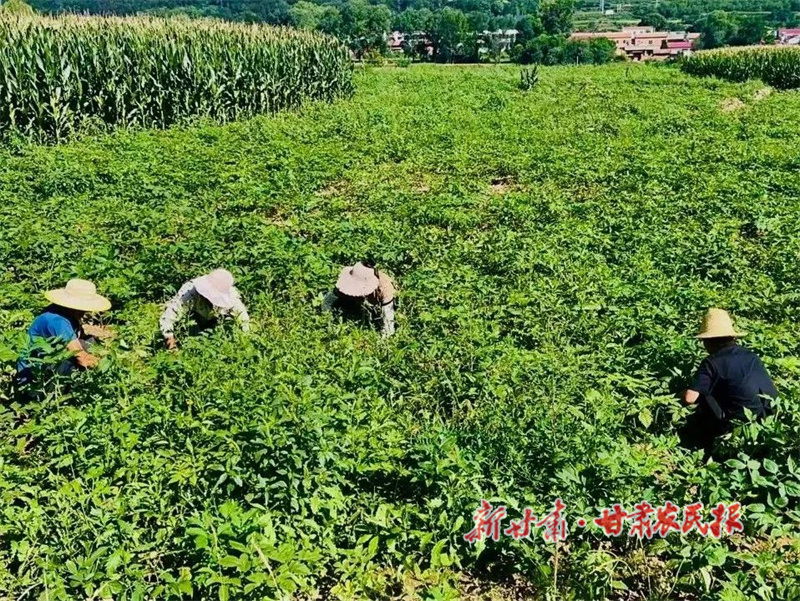 华亭：药田管护忙 药材产业旺