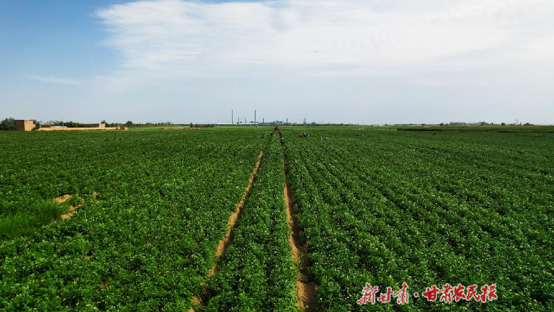 凉州区：马铃薯产业铺就乡村振兴“薯”光之路