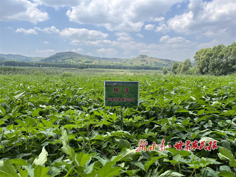 华亭：落实药材补助政策 铺就产业发展富民路