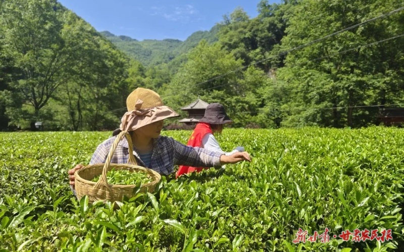 康县：生态产业融合发展 县域经济活力迸发