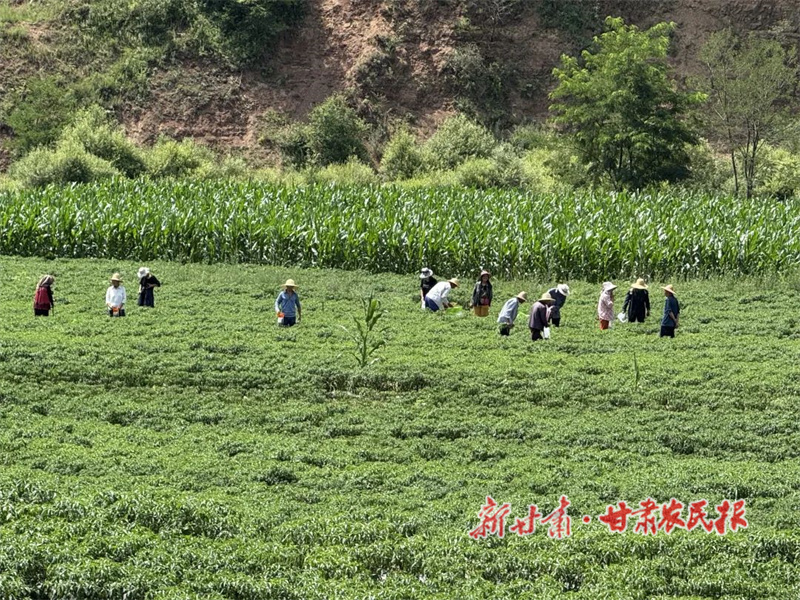 华亭：产业兴旺乡村美