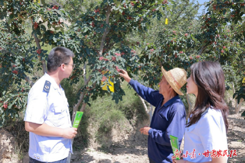 临夏： 税润&ldquo;椒&rdquo;香浸满山