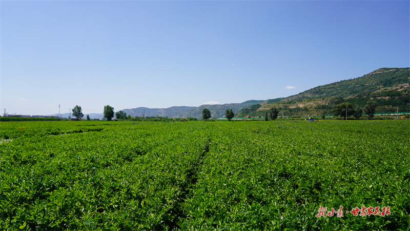 静宁：千亩芹菜喜丰收