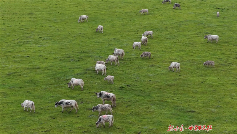 &ldquo;天祝白牦牛&rdquo;获国家地理标志保护