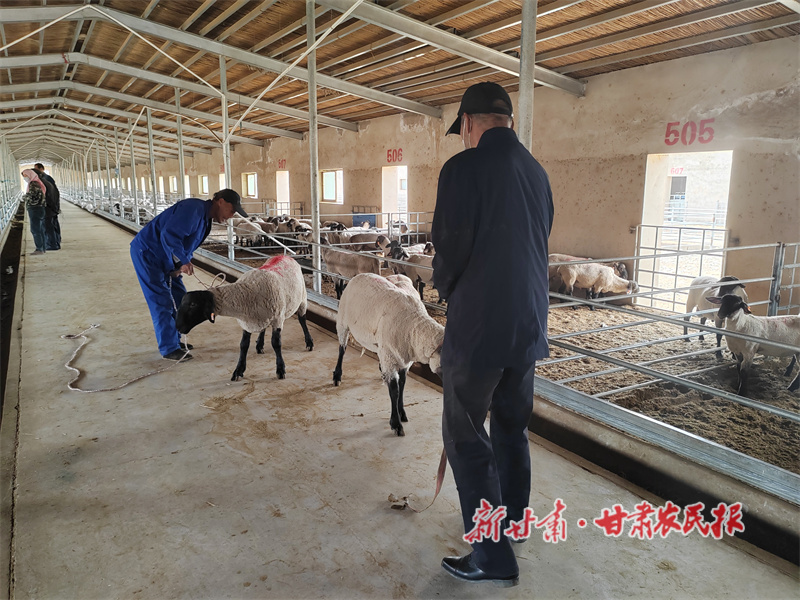 瓜州县：精准发力，激活乡村振兴新动能