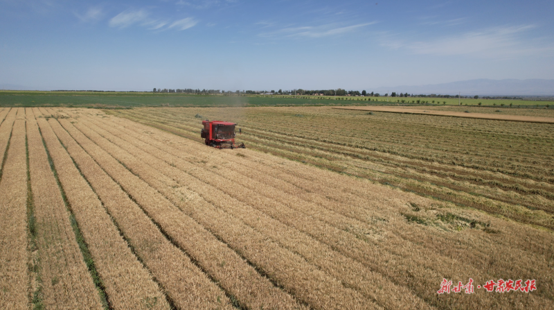 顺化镇小麦进入收获期