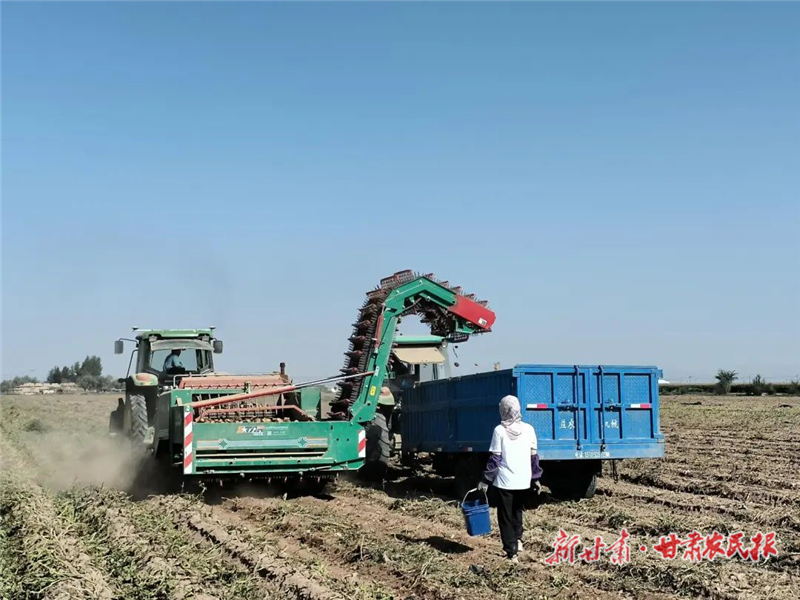 民勤：土豆迎丰收 田间好“丰”景