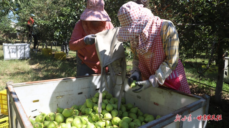 梨园迎来丰收季