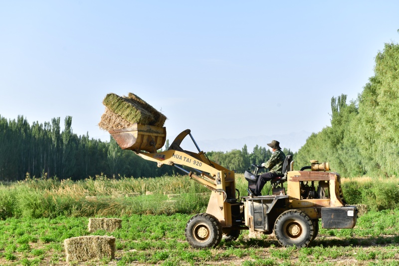 农民在田间回收成捆的苜蓿草