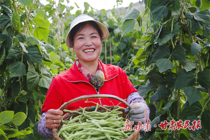 秦州区：高原夏菜撑开“致富架”