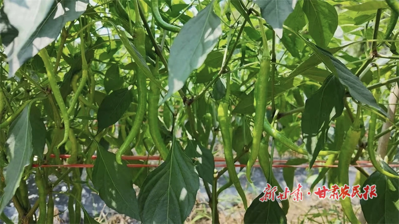华亭：小辣椒映“红”好日子
