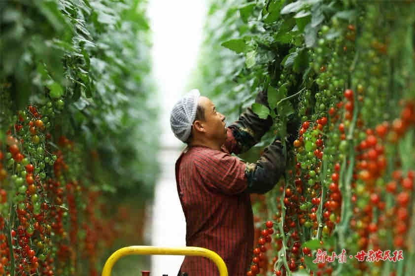 串番茄喜获丰收