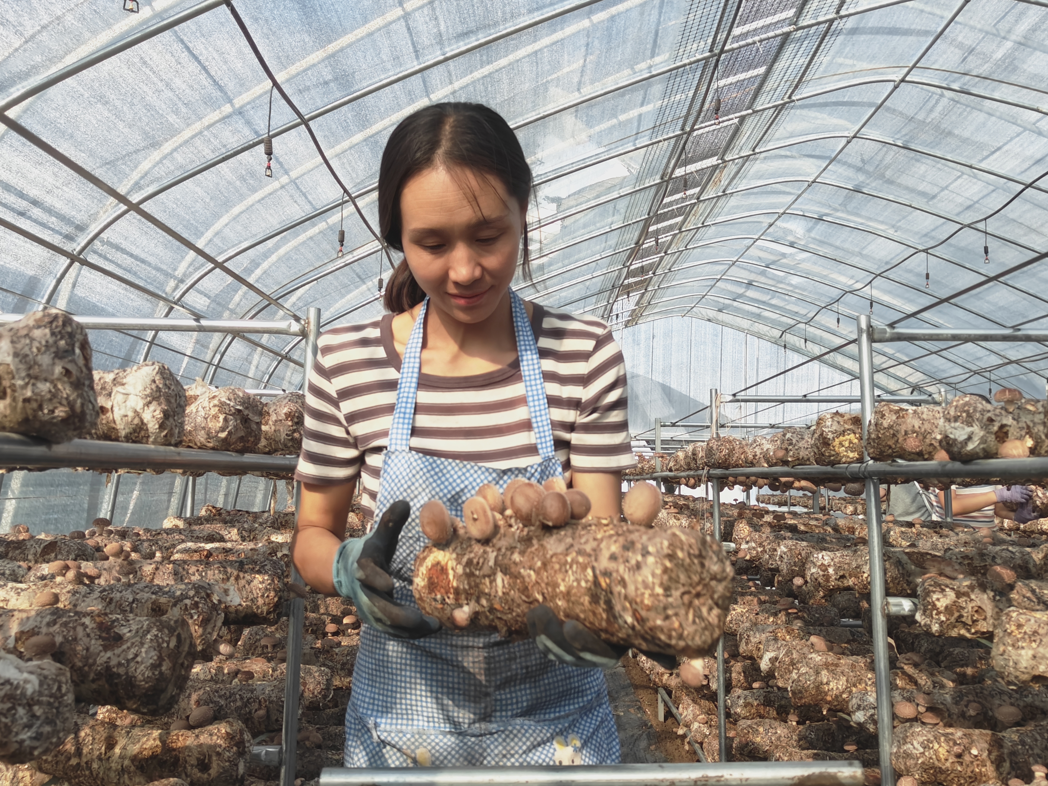 菌棒&ldquo;生金&rdquo;记