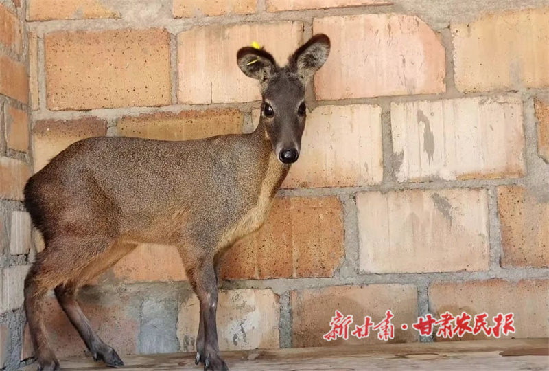 华亭：麝业富山乡
