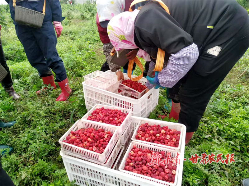 华亭：红色甜果挂满枝头 “莓”好生活甜上心头