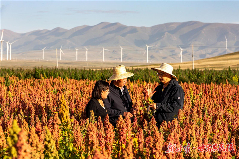 【图片新闻】天祝：祁连山下藜麦红了
