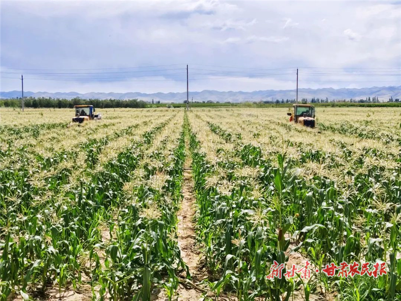 古浪：良田“聚”金 高标准农田玉米喜获丰收