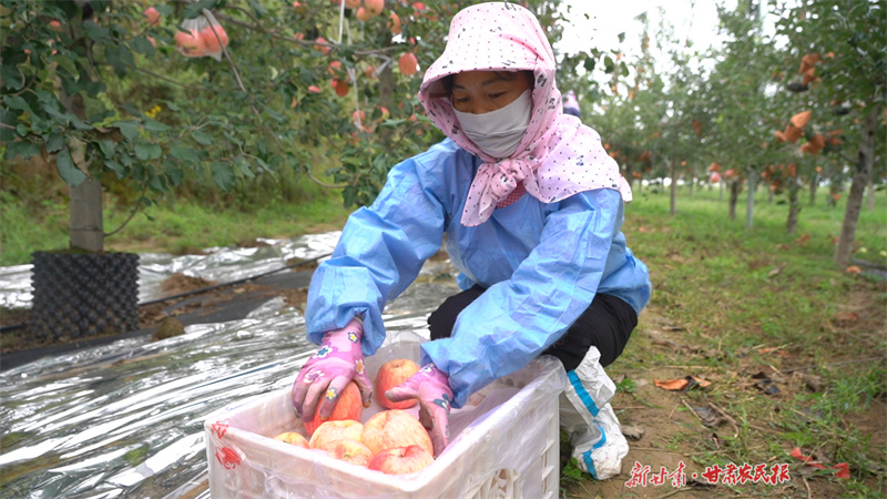 静宁：硕果盈枝农家忙