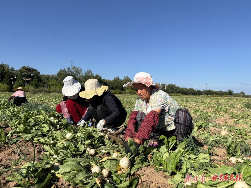灵台县西屯镇店子村萝卜种植基地