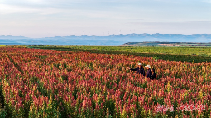 天祝县松山镇的藜麦种植基地