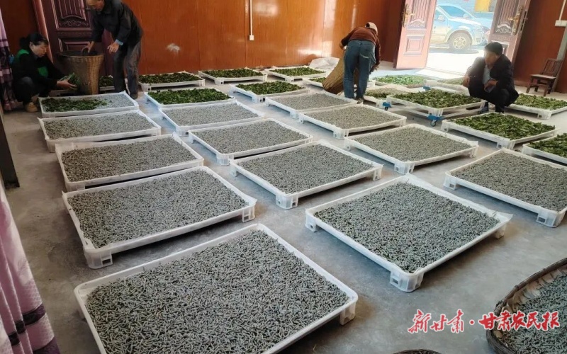 康县云台镇：“问效云台”激活“金链条”