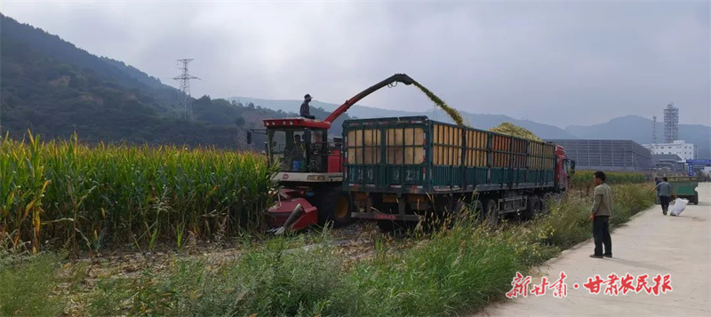 华亭：玉米青贮忙 备足“冬口粮”