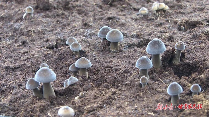 景泰 小菌菇“撑”起好日子