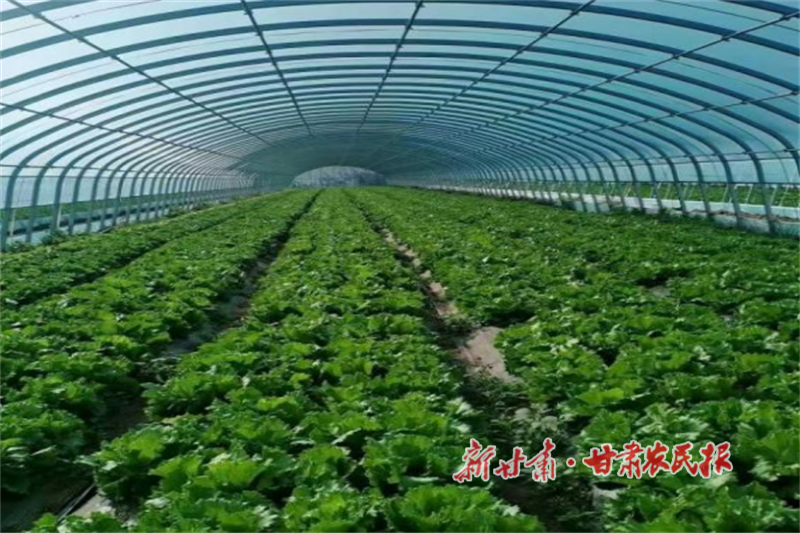 华亭：“稳粮优菜”双轮驱动促增收